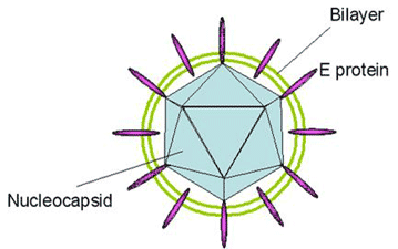 Structure of Hepatitis C Virus
